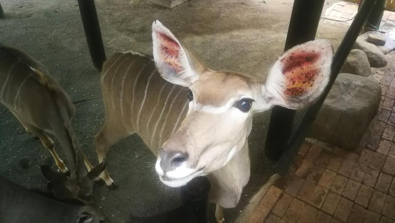 マールロス・パークKruger Kumba - Lahlekile Nathiアパートメント エクステリア 写真
