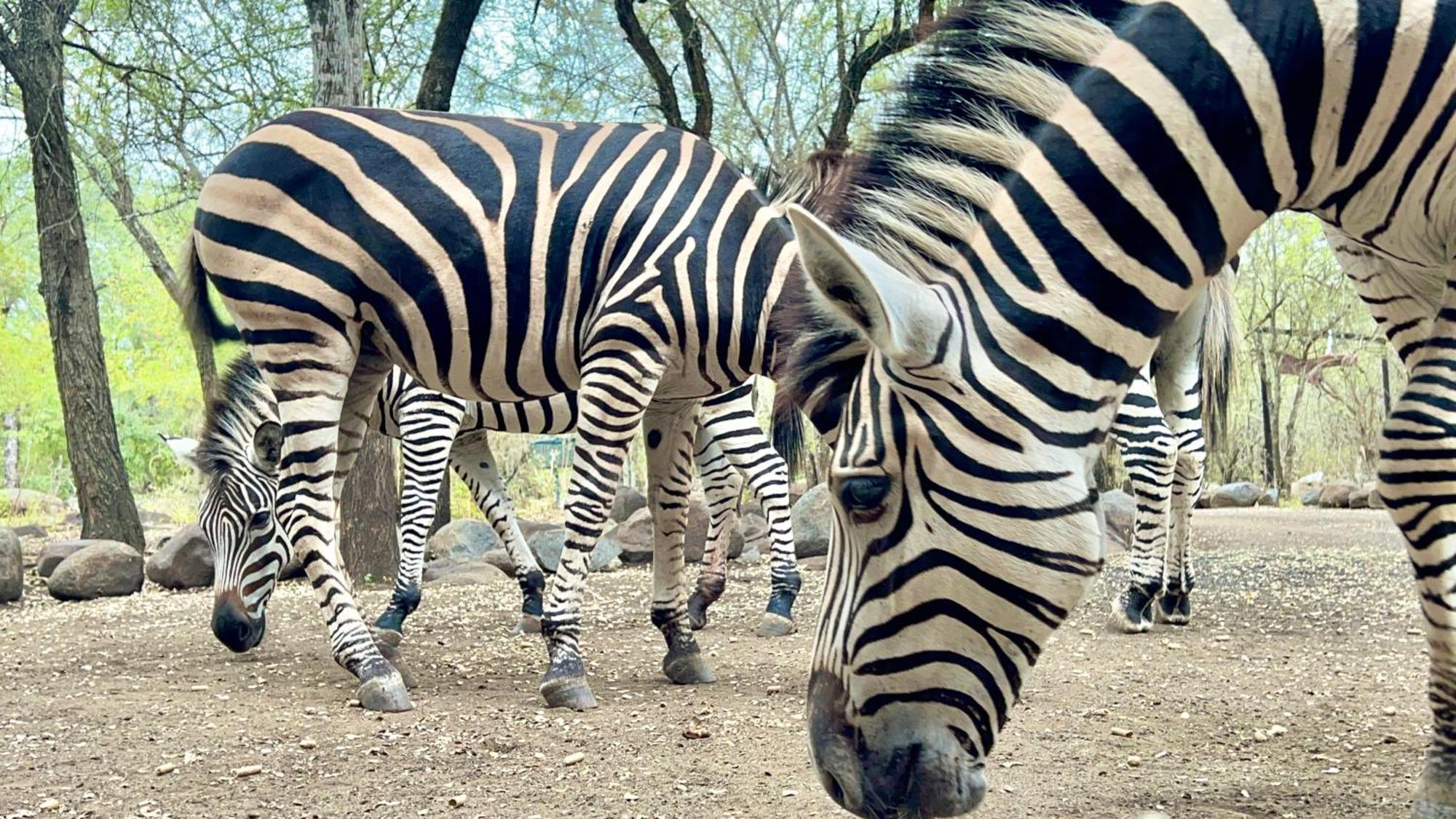 マールロス・パークKruger Kumba - Lahlekile Nathiアパートメント エクステリア 写真
