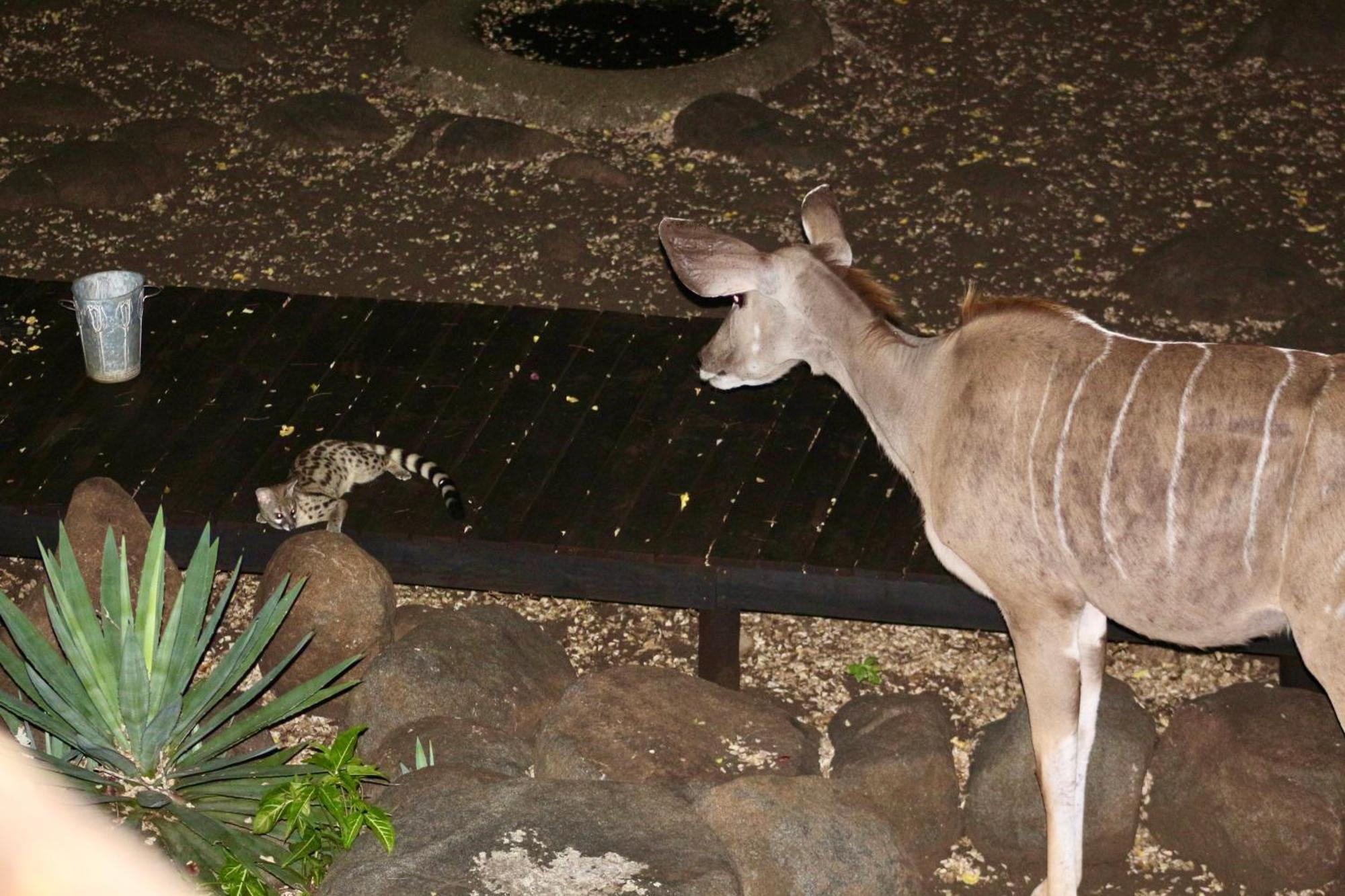 マールロス・パークKruger Kumba - Lahlekile Nathiアパートメント エクステリア 写真